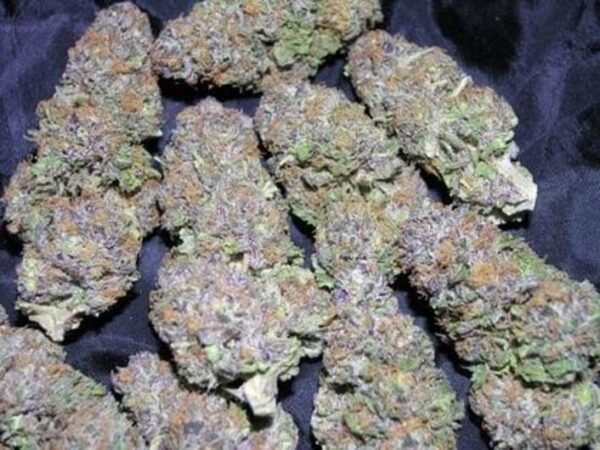 Buy Blueberry Kush Online Europe The 100% indica Blueberry Kush strain is renowned for its calming and delivers stress and anxiety relieve, eases pain