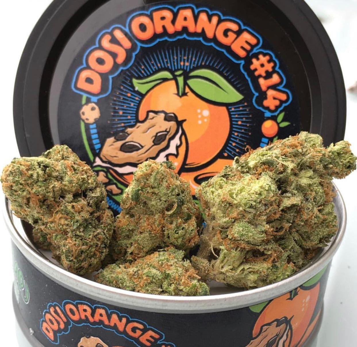 Dosi Orange #14